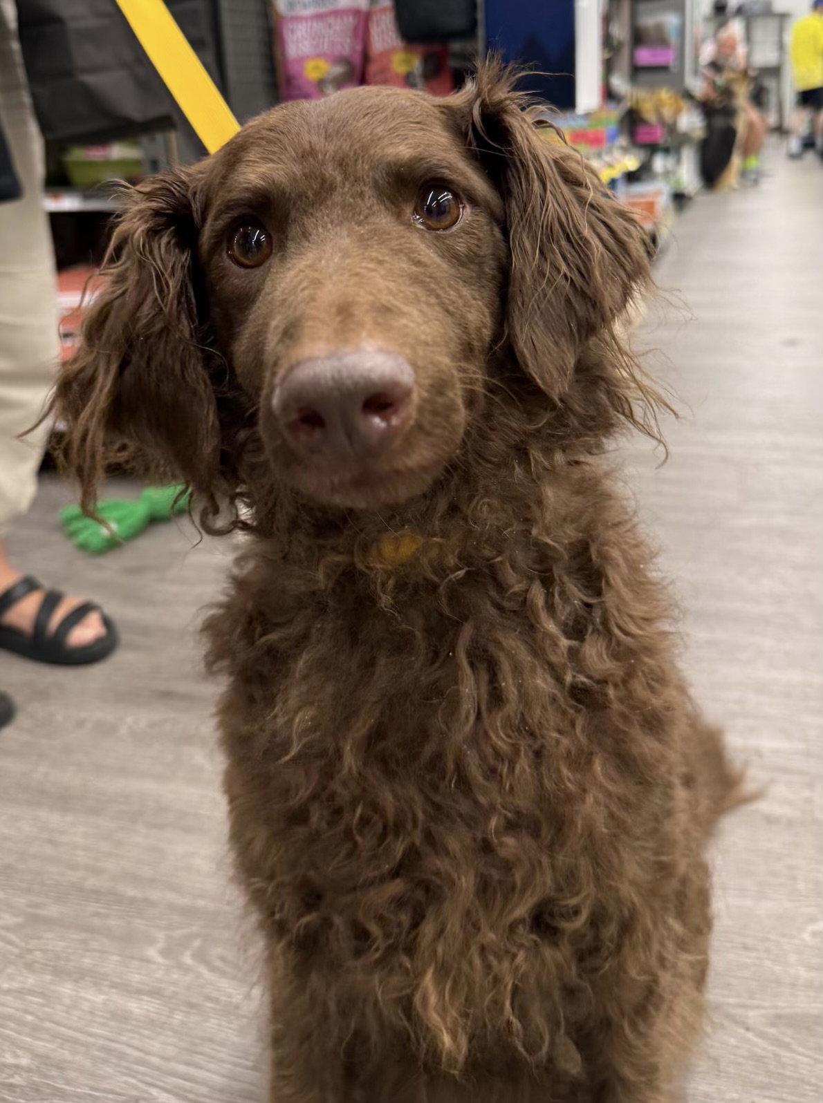 Enlarge Stella 26, a Adopted Poodle in Hillside, IL image 1/1