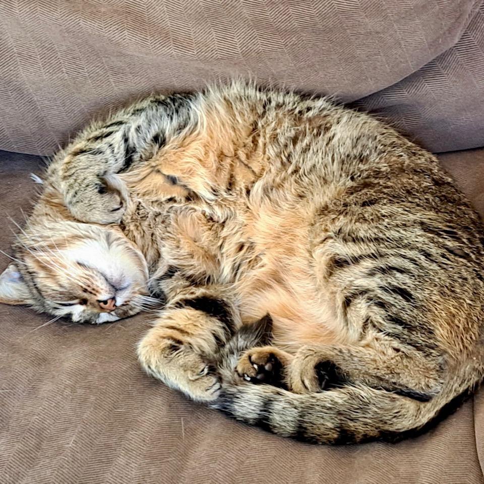 Sheldon — thumbnail 2