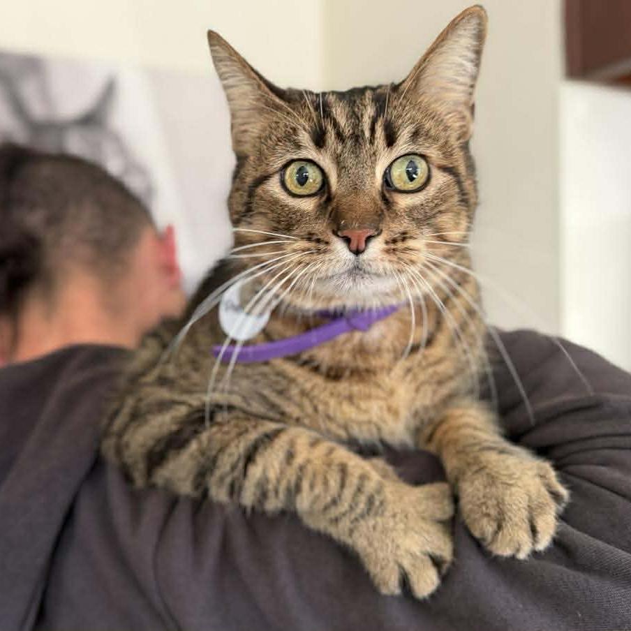 Sheldon — thumbnail 4