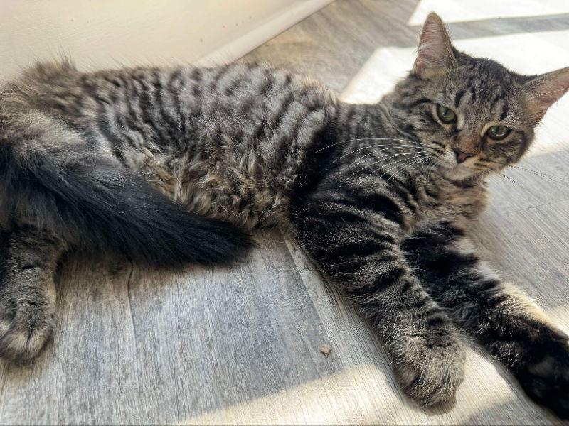 Zucchini, Adopted, Kitten Male Tabby & Domestic Long Hair.