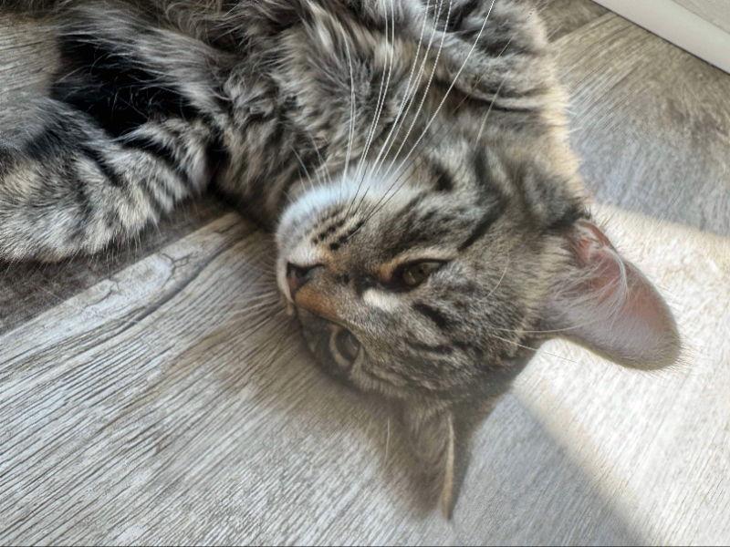 Enlarge Zucchini, a Adopted mixed breed in Ball Ground, GA image 2/3