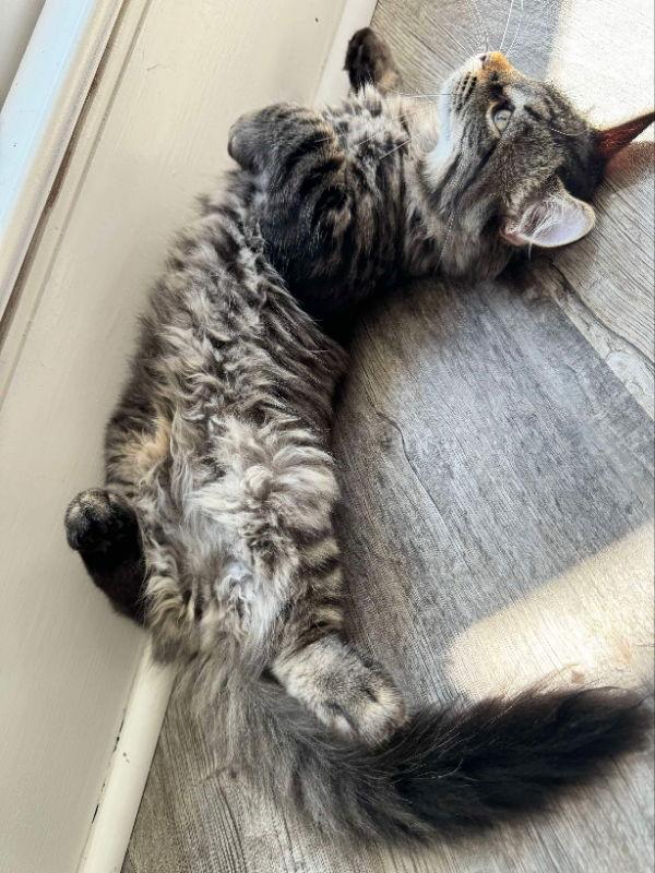 Enlarge Zucchini, a Adopted mixed breed in Ball Ground, GA image 3/3