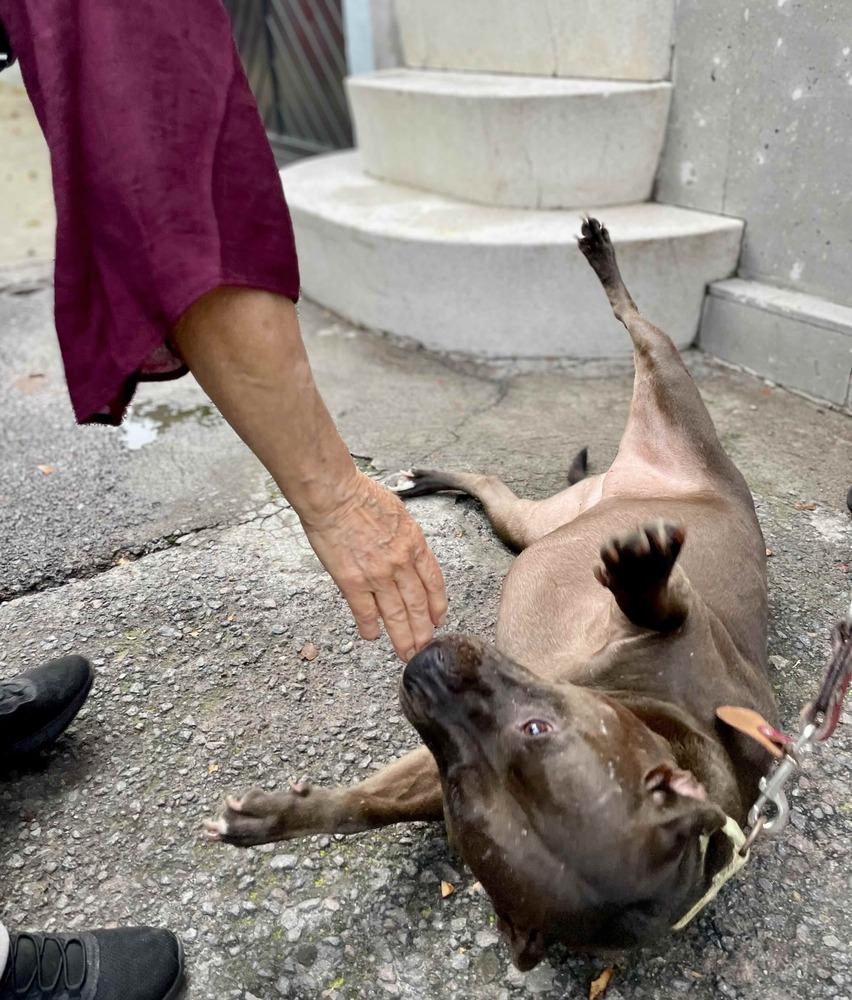 DRILLA, Adoptable, Adult Female Pit Bull Terrier.
