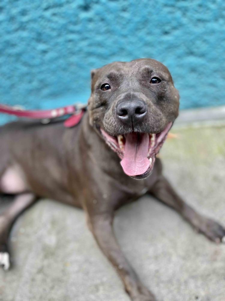 Enlarge DRILLA, a Adoptable mixed breed in Langley, BC image 4/6