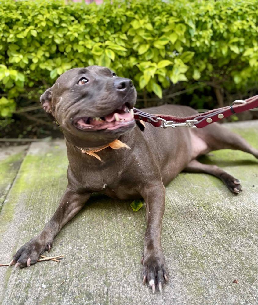 Enlarge DRILLA, a Adoptable mixed breed in Langley, BC image 5/6