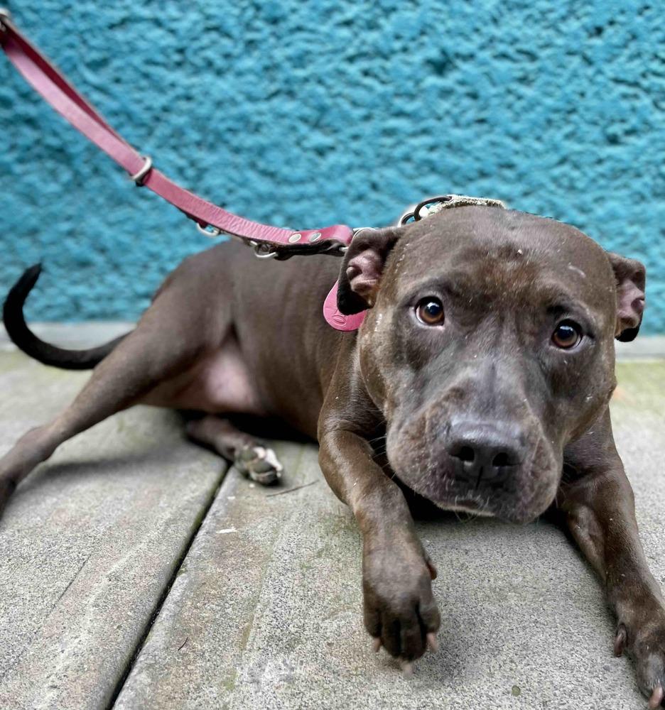 Enlarge DRILLA, a Adoptable mixed breed in Langley, BC image 6/6