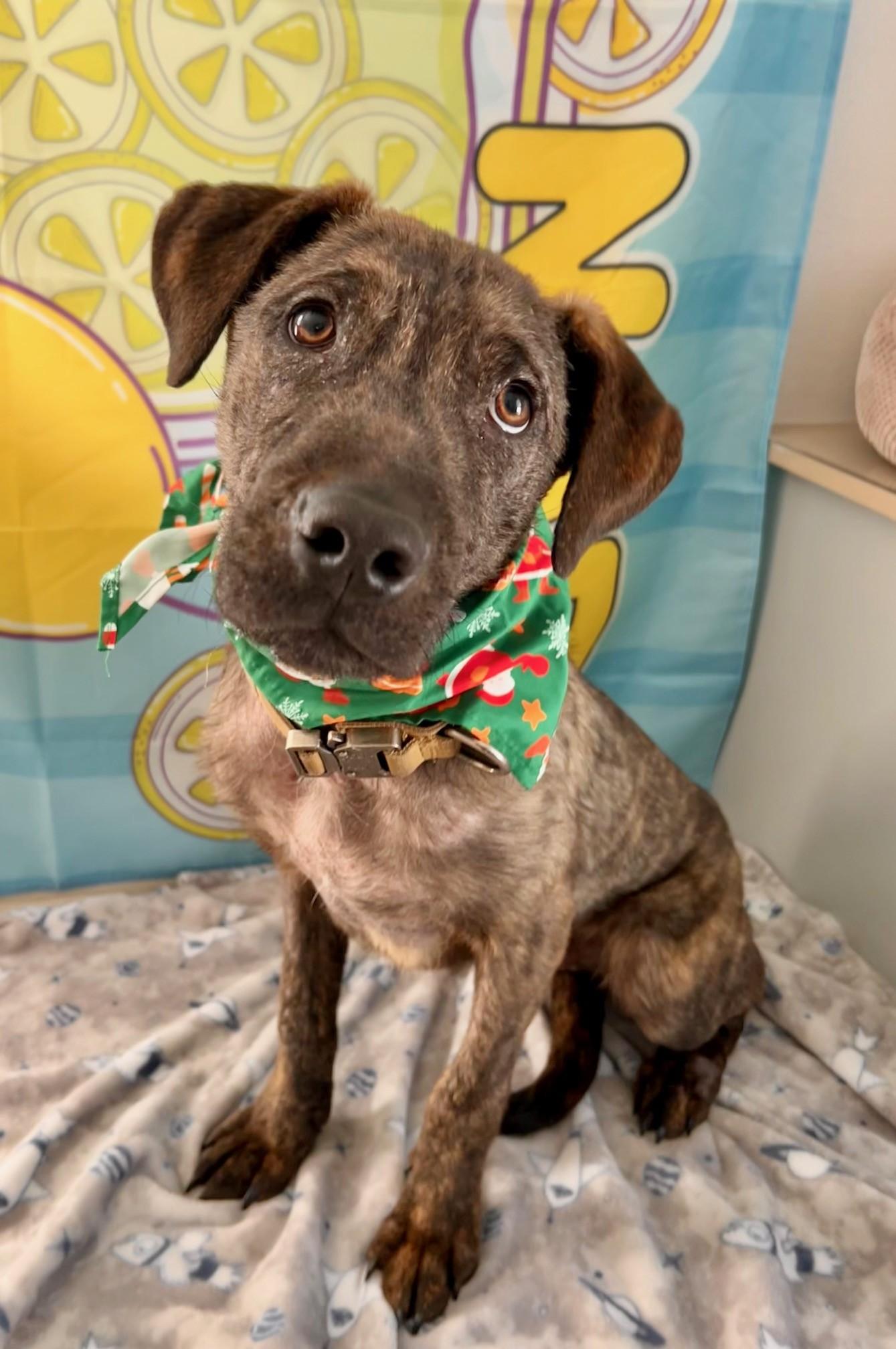 Nigel, adoptable, Puppy Male Labrador Retriever.