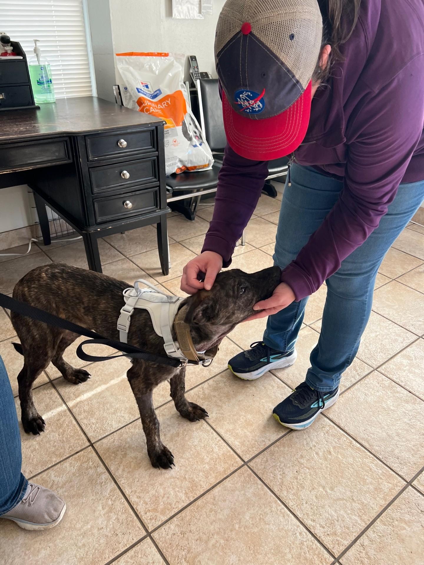 Enlarge Nigel, an adoptable mixed breed in Yakima, WA image 2/4