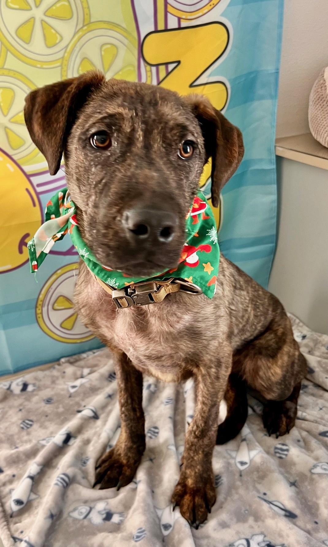 Enlarge Nigel, an adoptable mixed breed in Yakima, WA image 3/4