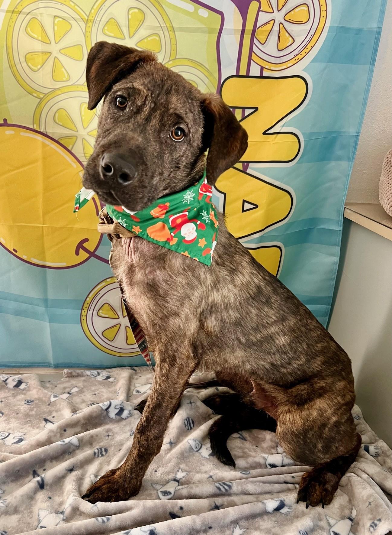 Enlarge Nigel, an adoptable mixed breed in Yakima, WA image 4/4