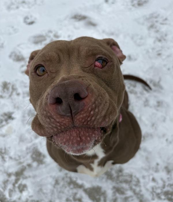 Enlarge Myah, a Adoptable mixed breed in Sioux City, IA image 1/6