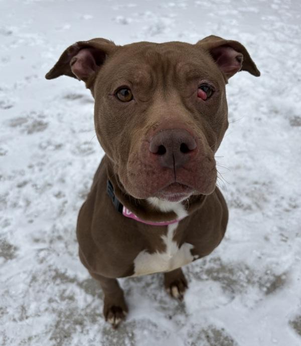 Enlarge Myah, a Adoptable mixed breed in Sioux City, IA image 2/6