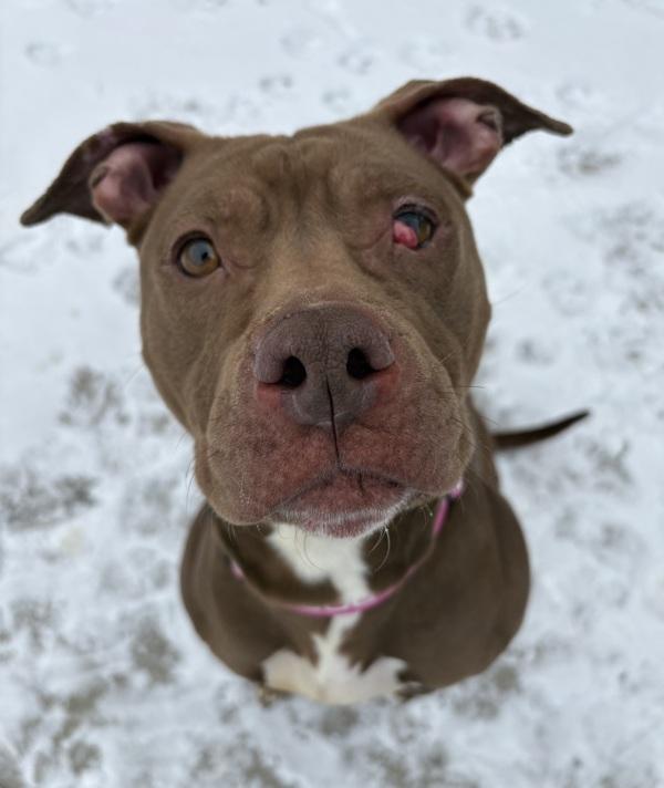 Enlarge Myah, a Adoptable mixed breed in Sioux City, IA image 3/6