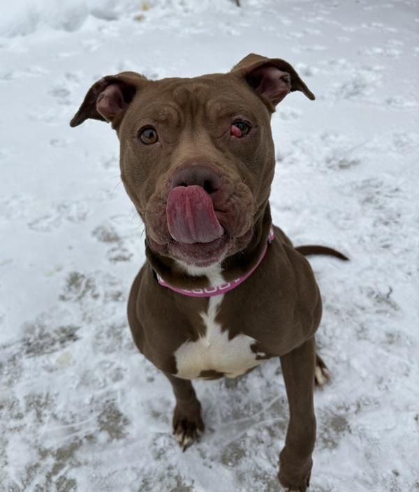 Enlarge Myah, a Adoptable mixed breed in Sioux City, IA image 4/6