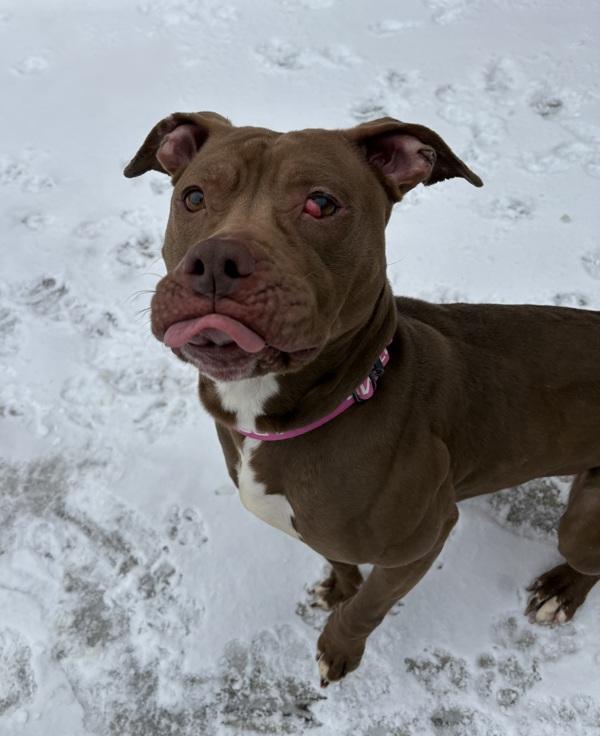 Enlarge Myah, a Adoptable mixed breed in Sioux City, IA image 5/6