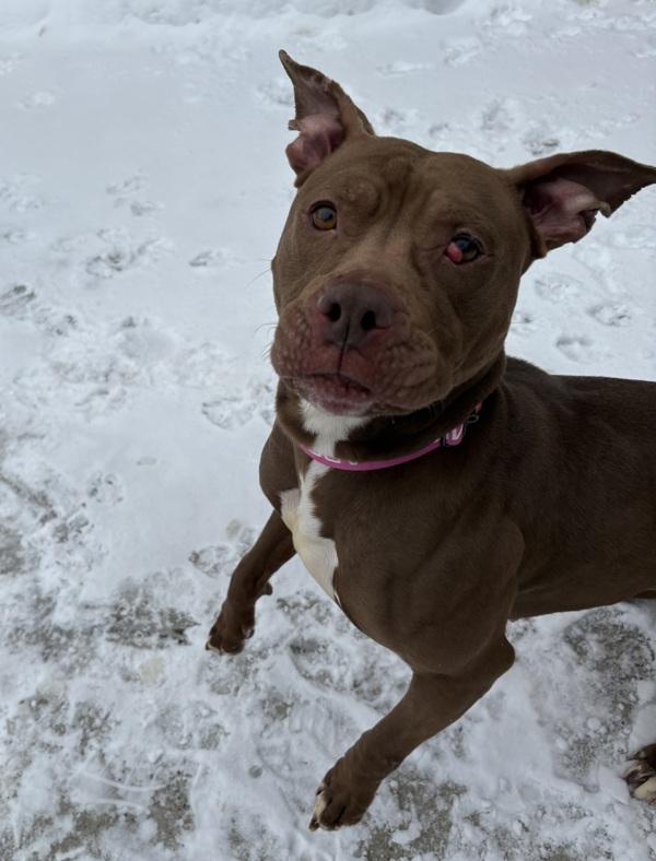 Enlarge Myah, a Adoptable mixed breed in Sioux City, IA image 6/6