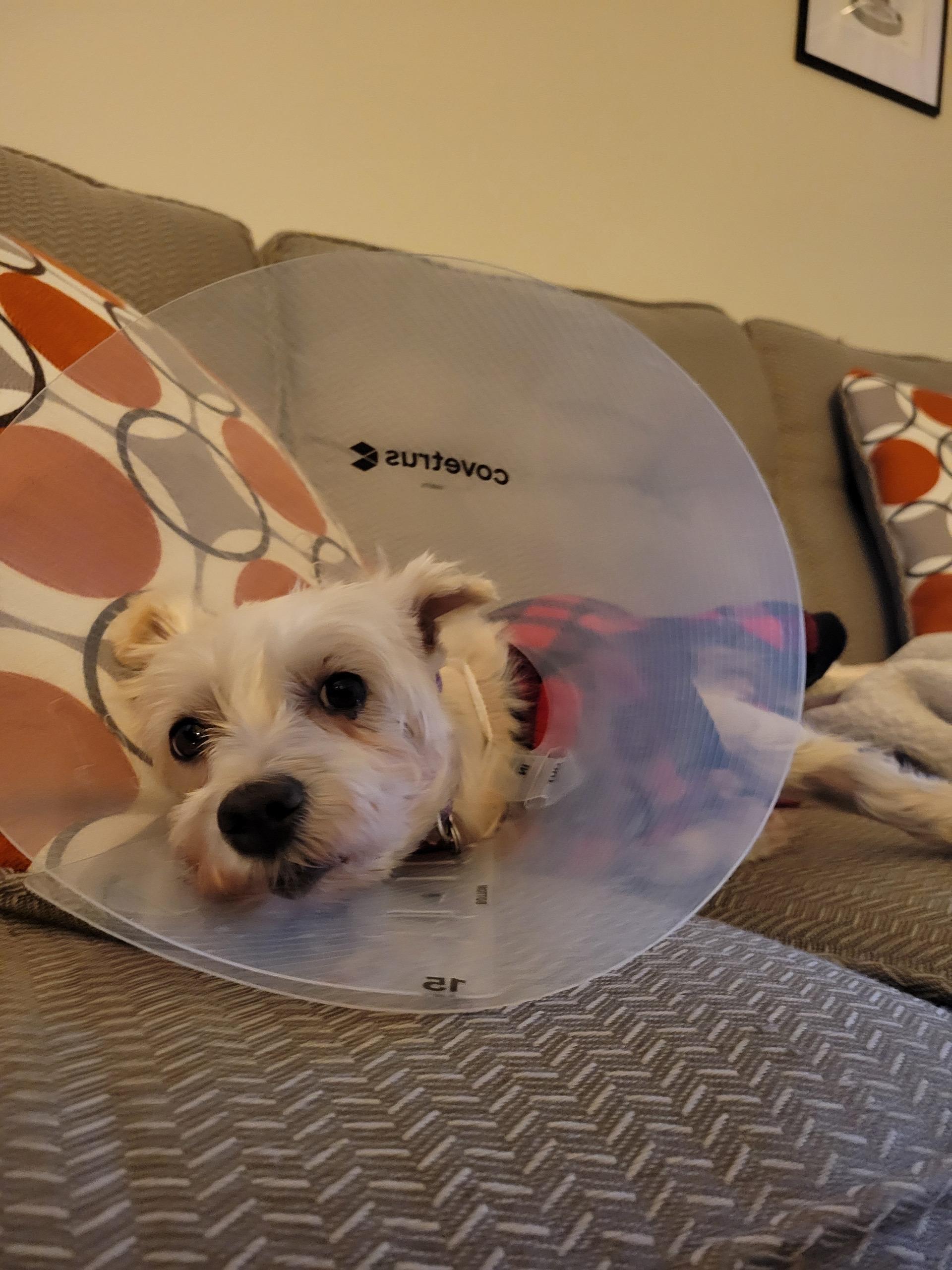 Enlarge Clementine, a Adoptable mixed breed in Austin, TX image 5/5