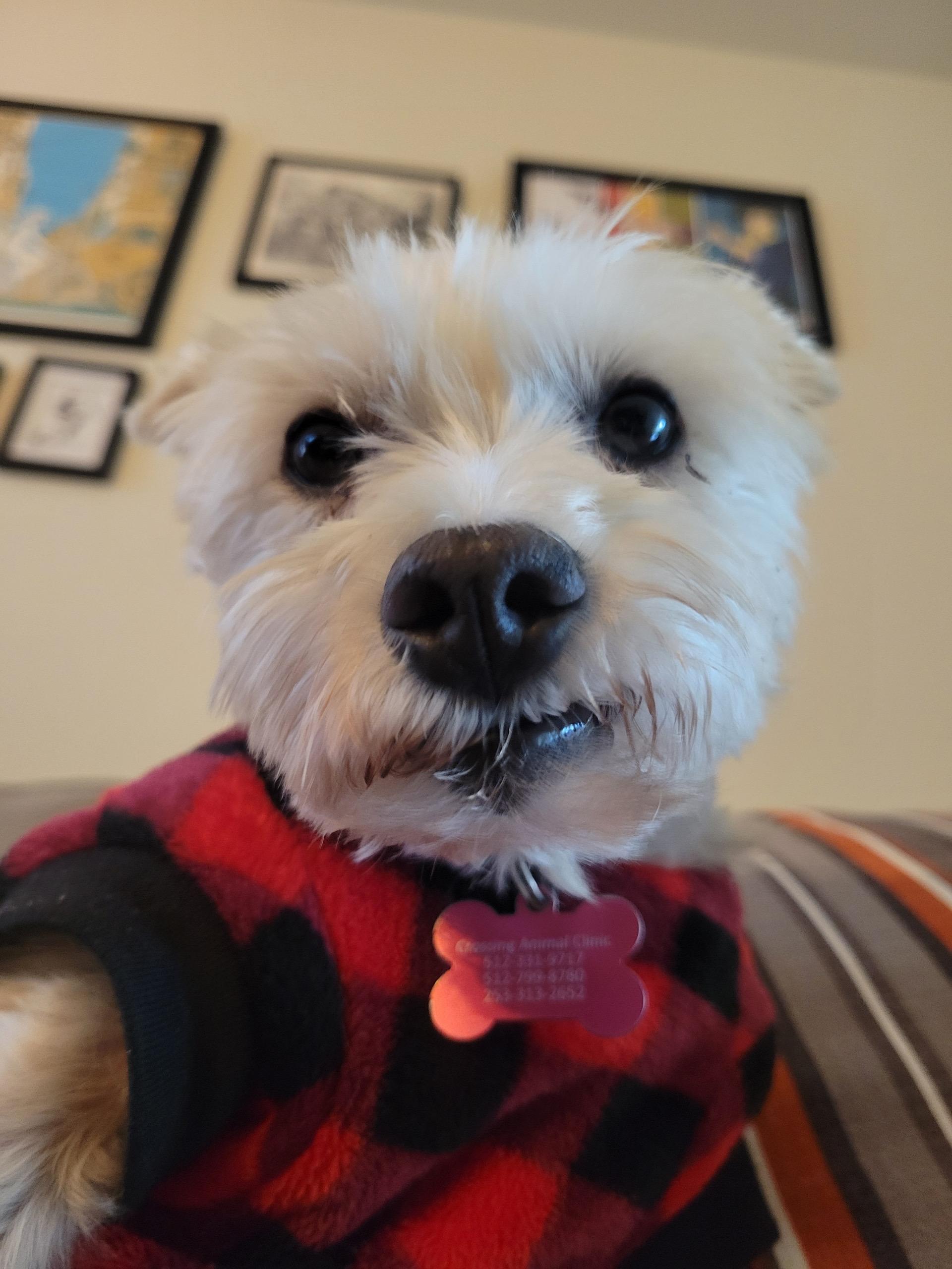 Enlarge Clementine, a Adoptable mixed breed in Austin, TX image 4/5