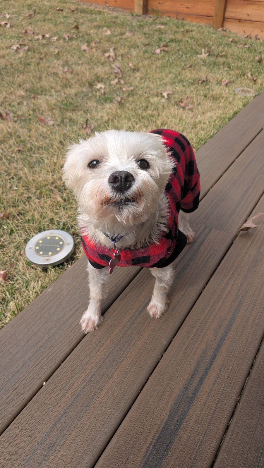 Enlarge Clementine, a Adoptable mixed breed in Austin, TX image 3/5