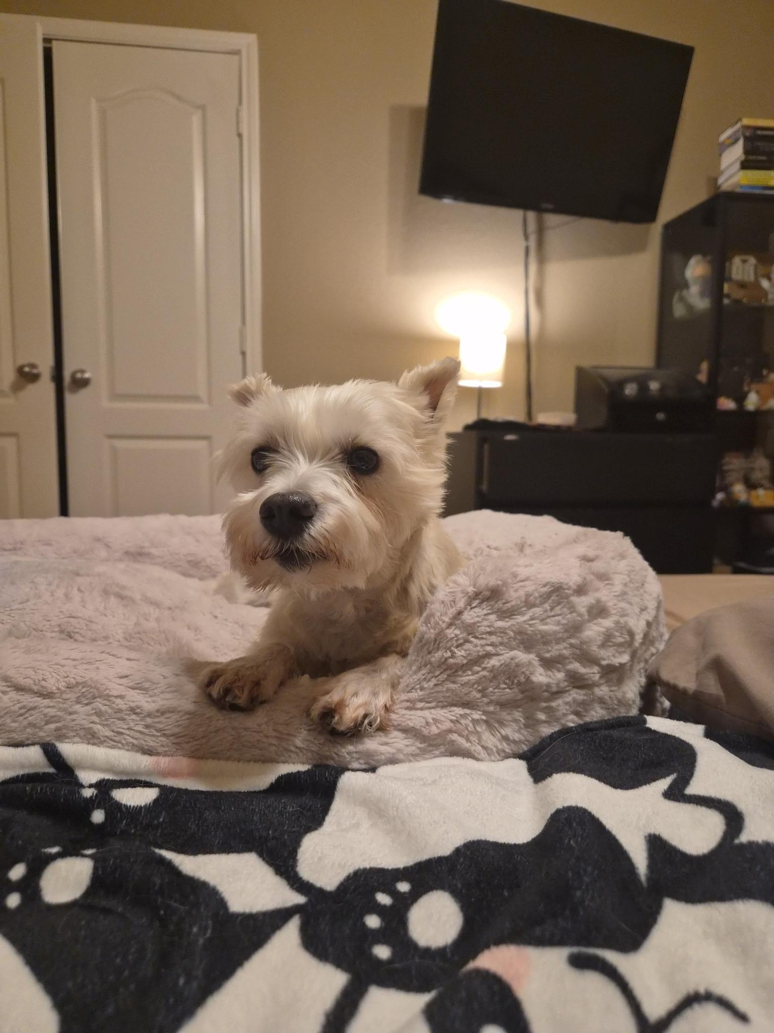 Enlarge Clementine, a Adoptable mixed breed in Austin, TX image 2/5