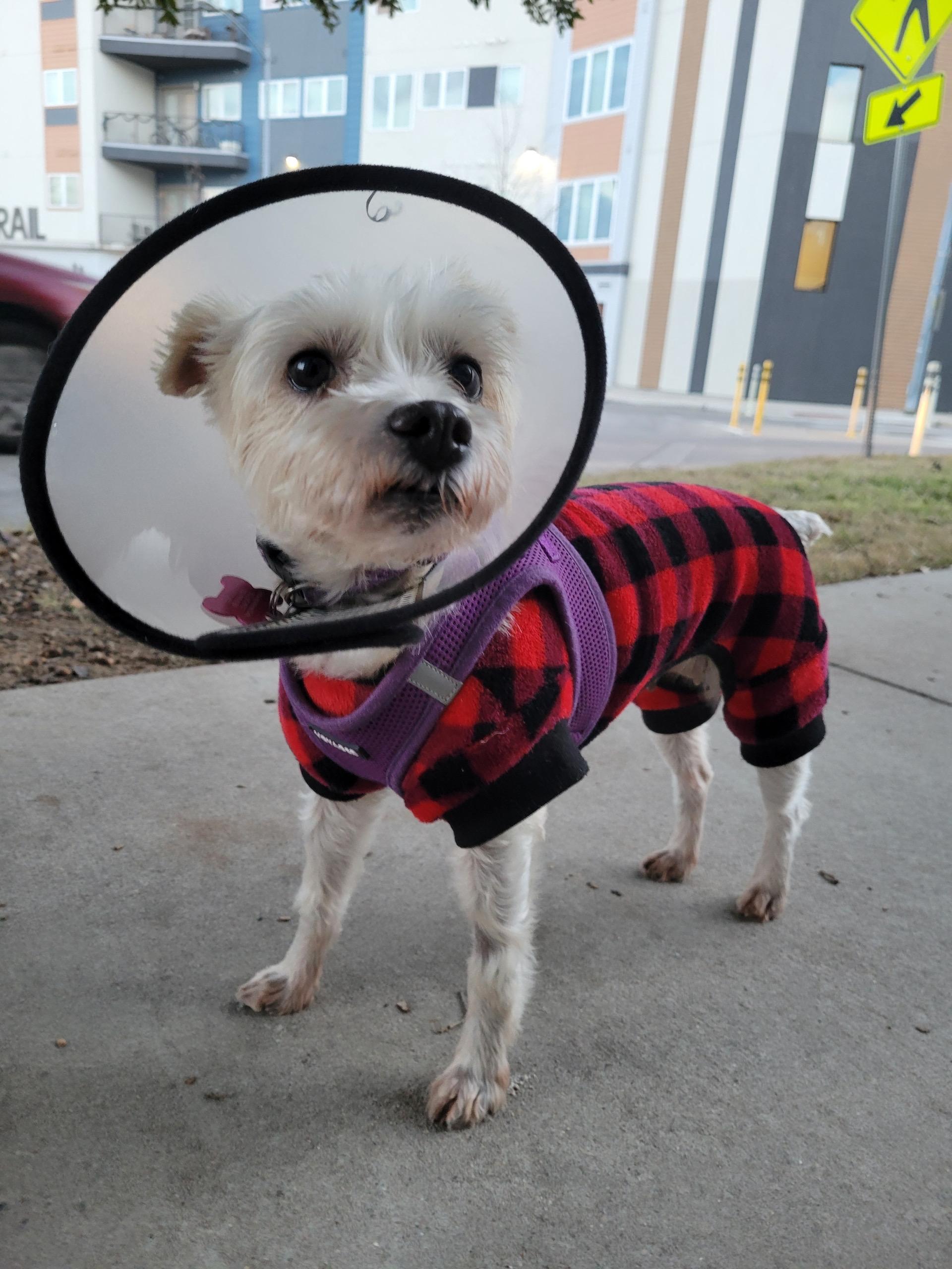 Enlarge Clementine, a Adoptable mixed breed in Austin, TX image 1/5