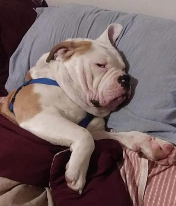 Dozer