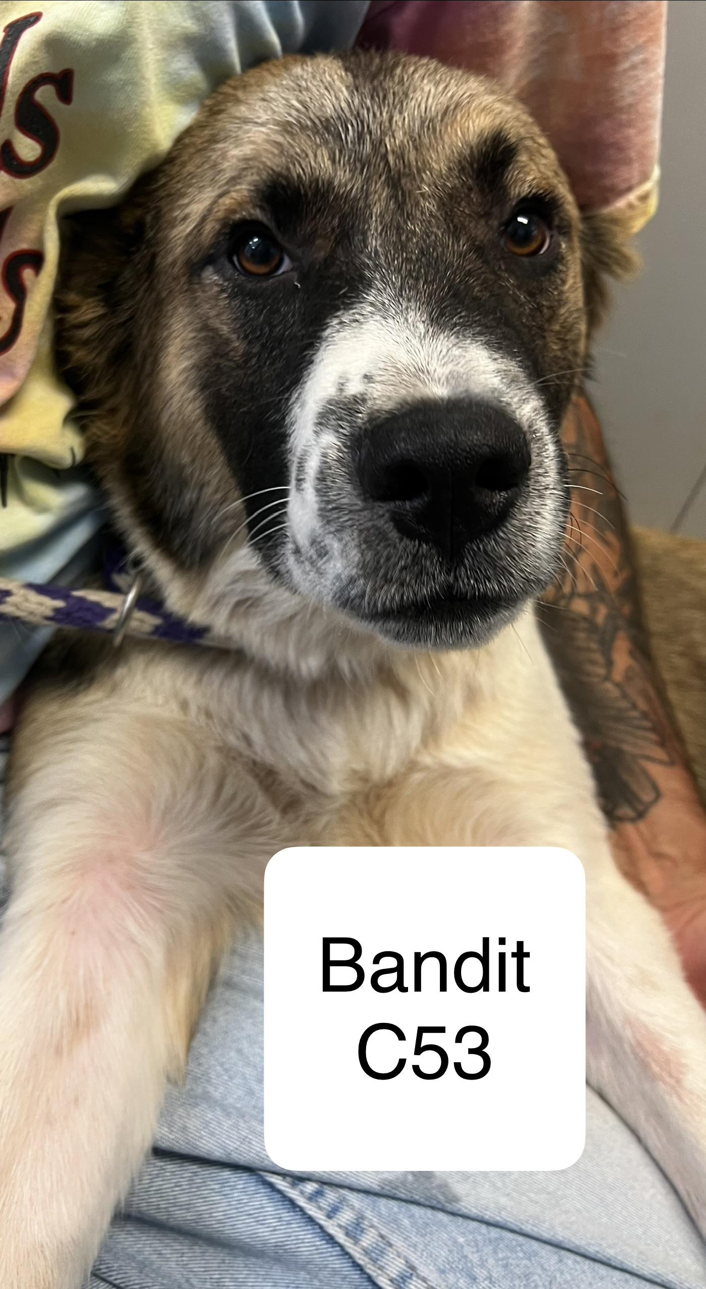 Bandit, ADOPTABLE, Young Male Great Pyrenees & Border Collie.