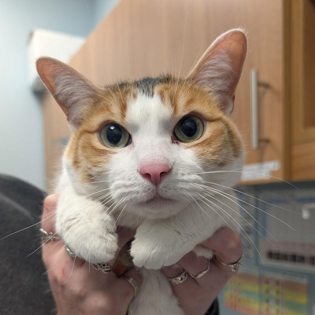 Daisy, Adoptable, Young Female Domestic Short Hair.