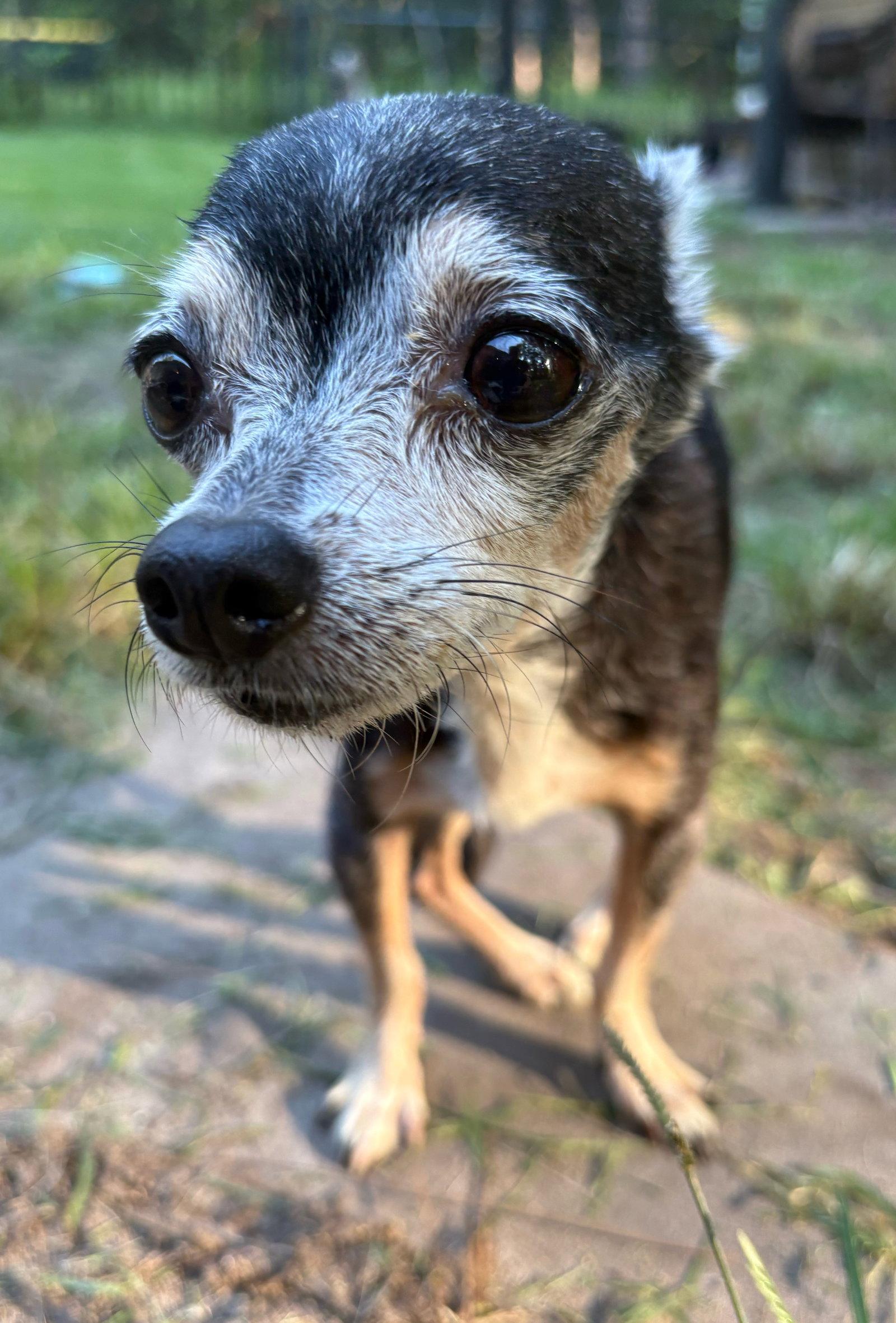 Libby, Adoptable, Senior Female Chihuahua.