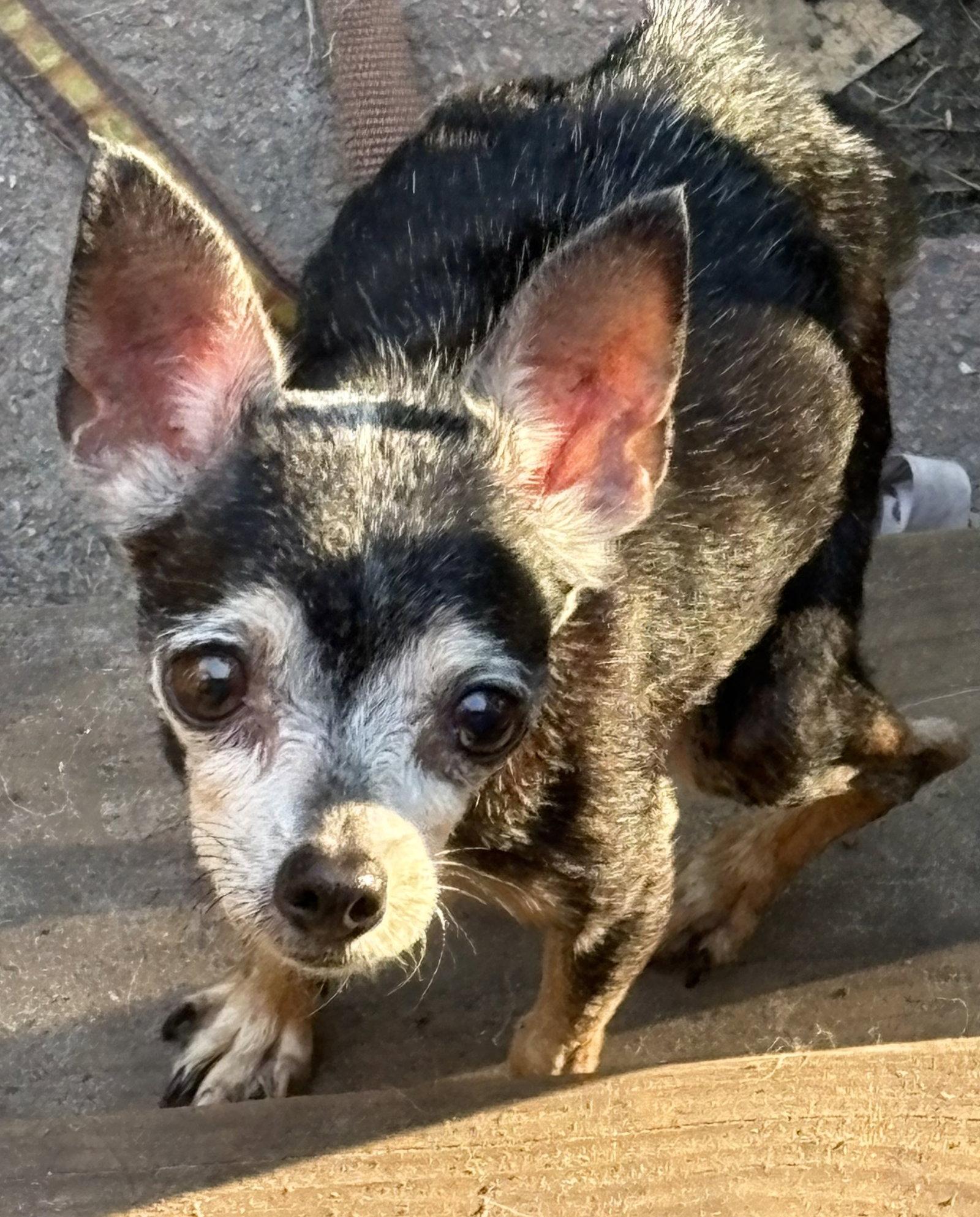 Enlarge Libby, a Adoptable Chihuahua in Mount Pleasant, SC image 2/3
