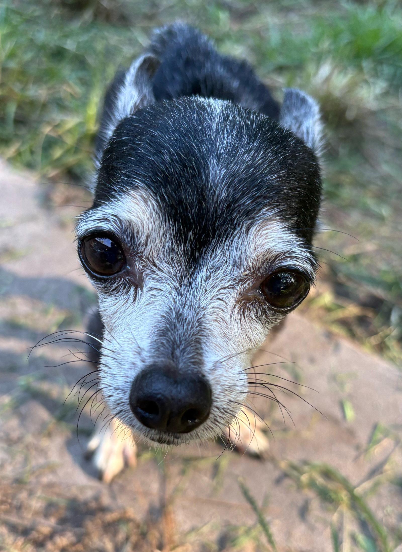 Enlarge Libby, a Adoptable Chihuahua in Mount Pleasant, SC image 3/3