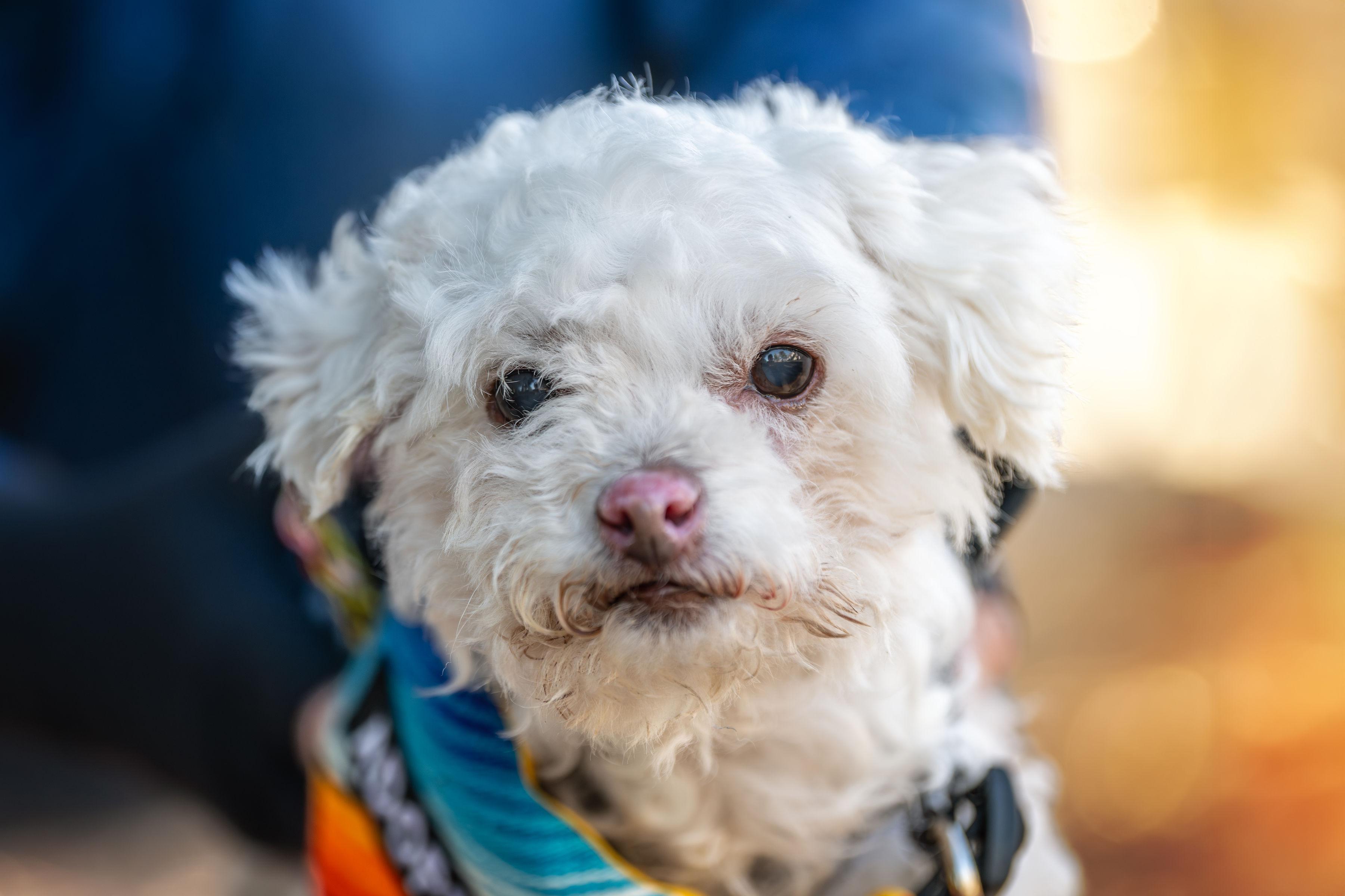 Enlarge Beans, a ADOPTABLE mixed breed in Santa Rosa, CA image 1/5