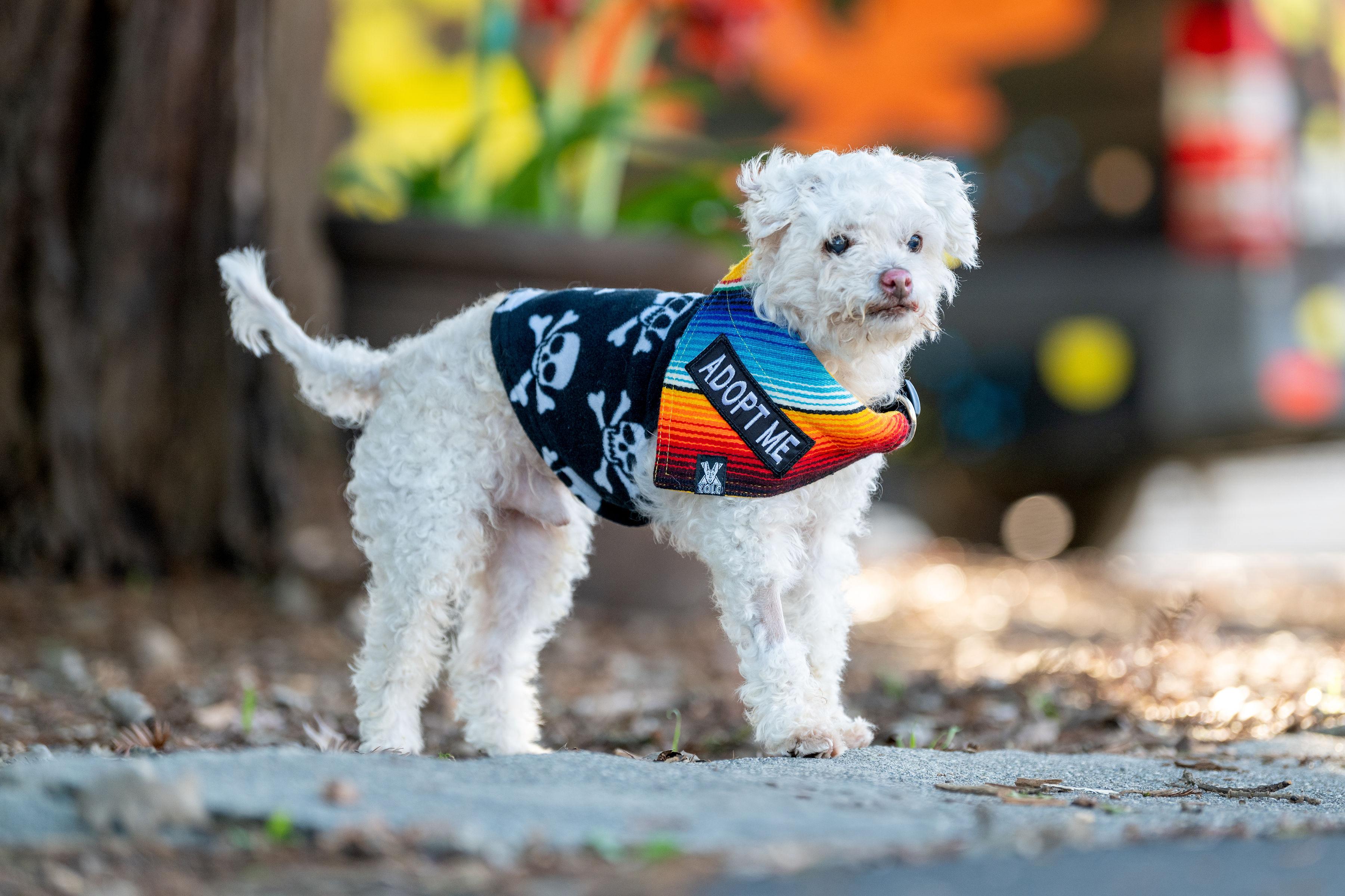 Enlarge Beans, a ADOPTABLE mixed breed in Santa Rosa, CA image 4/5