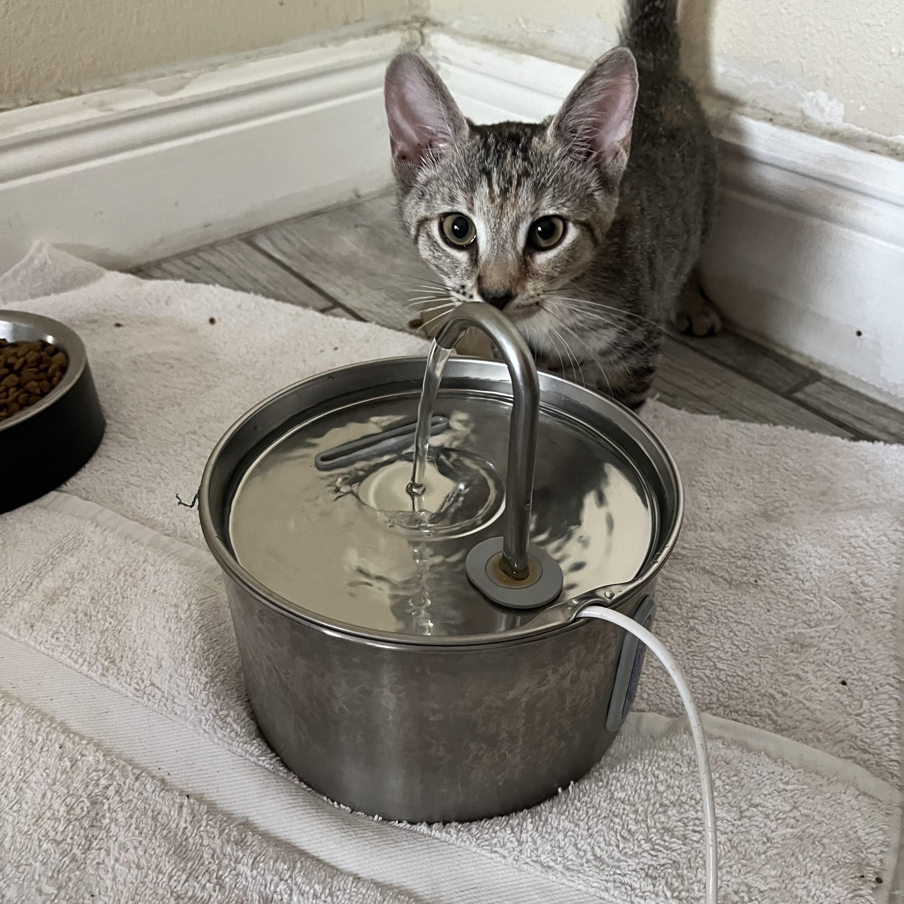 Salsa, Adoptable, Kitten Female Domestic Short Hair.