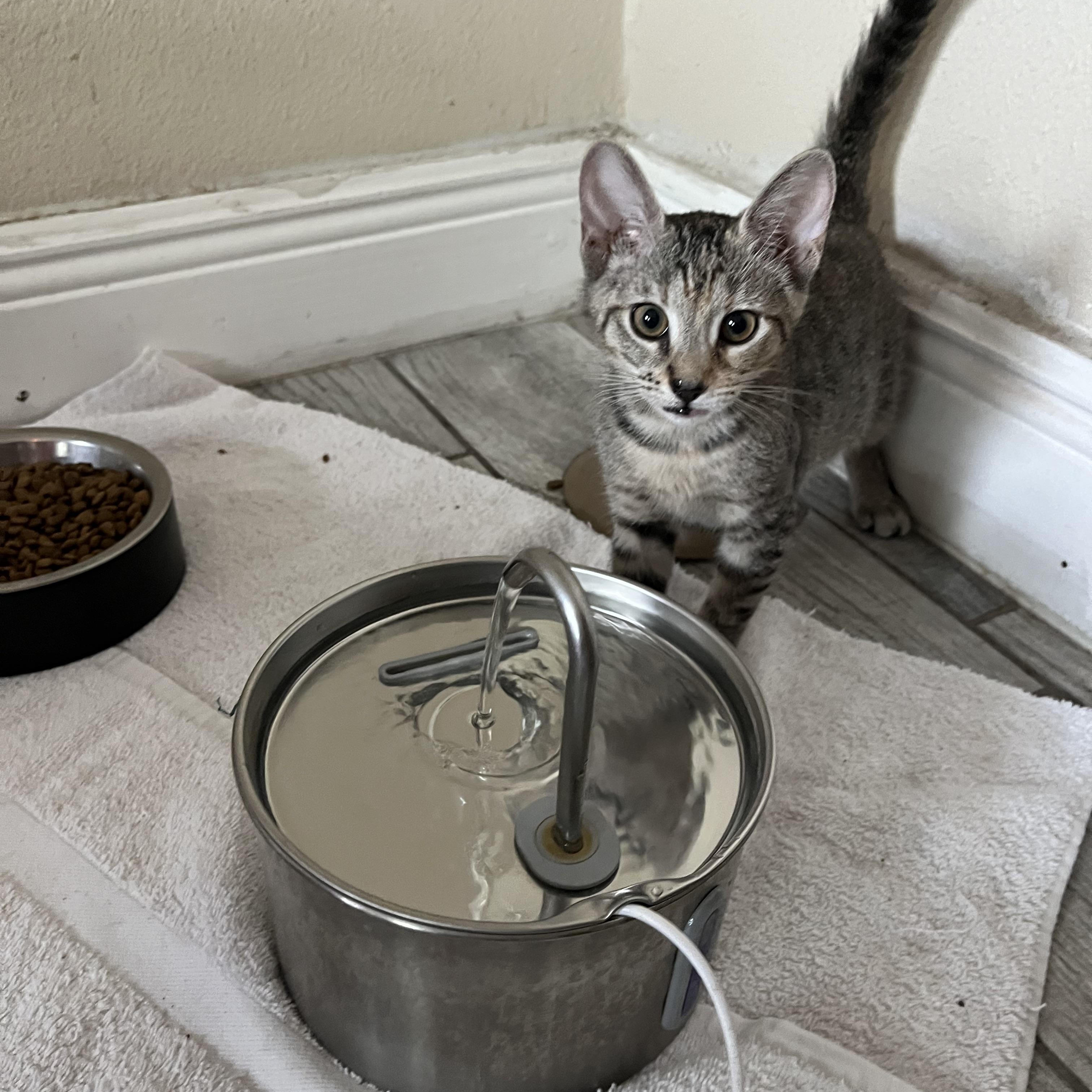 Enlarge Salsa, a Adoptable Domestic Short Hair in Ormond Beach, FL image 2/3