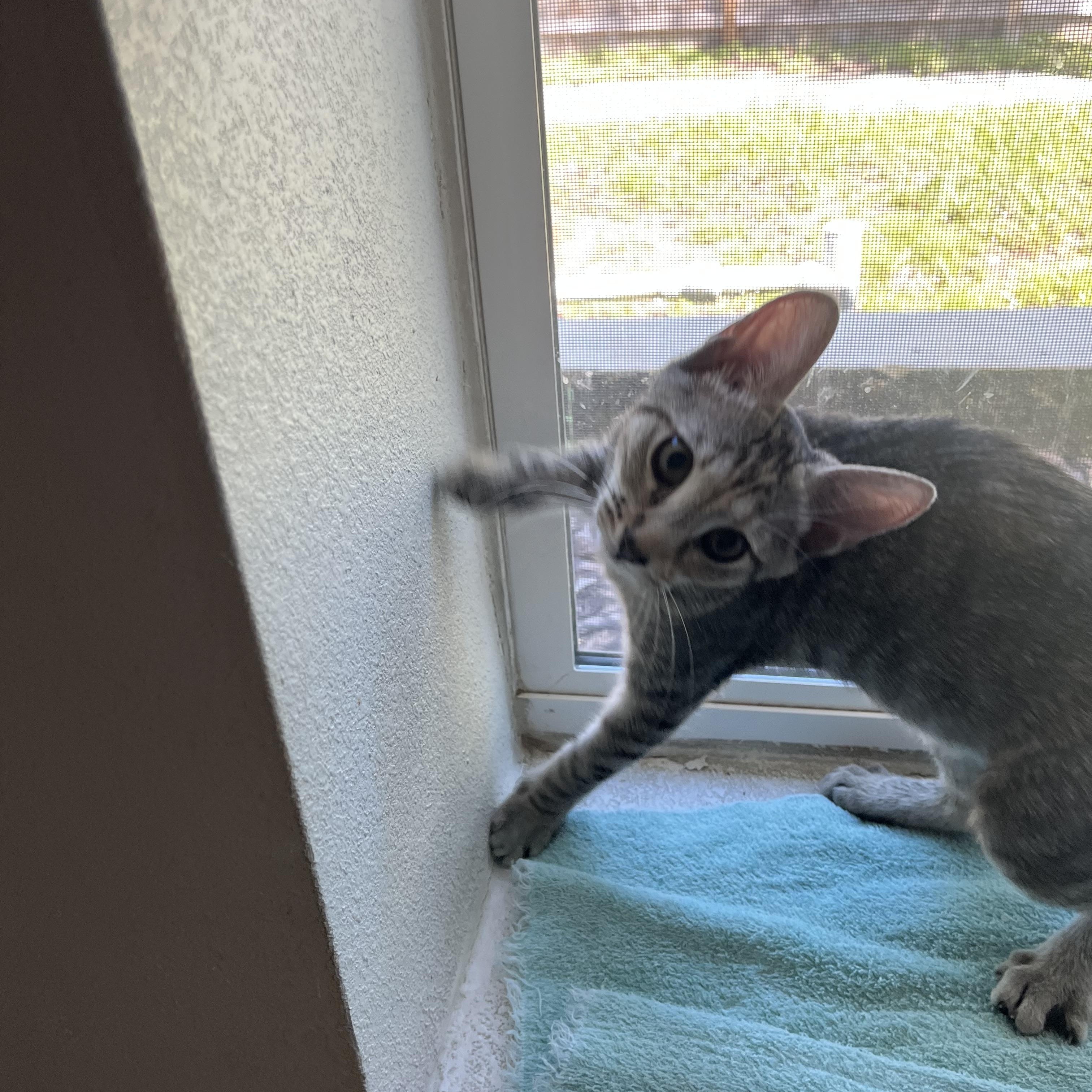 Enlarge Salsa, a Adoptable Domestic Short Hair in Ormond Beach, FL image 3/3