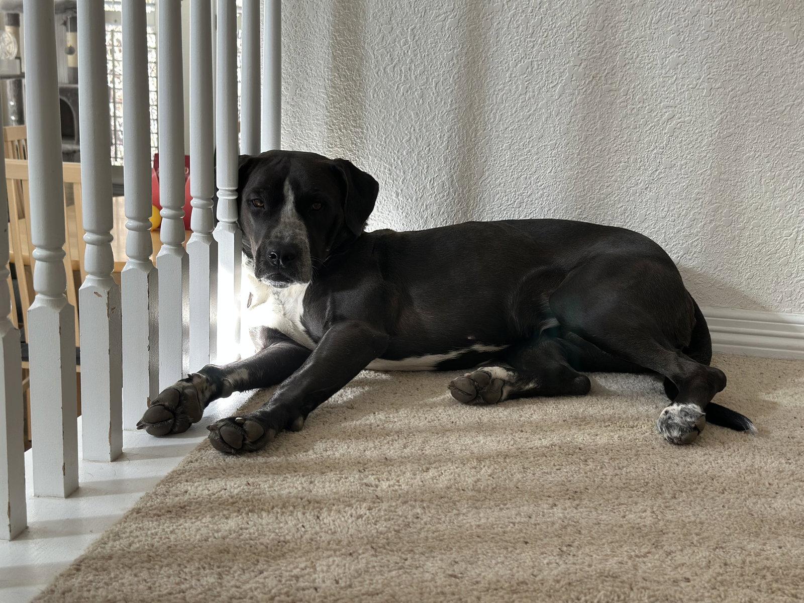 Nyra (Courtesy), Adoptable, Adult Female Mixed Breed.