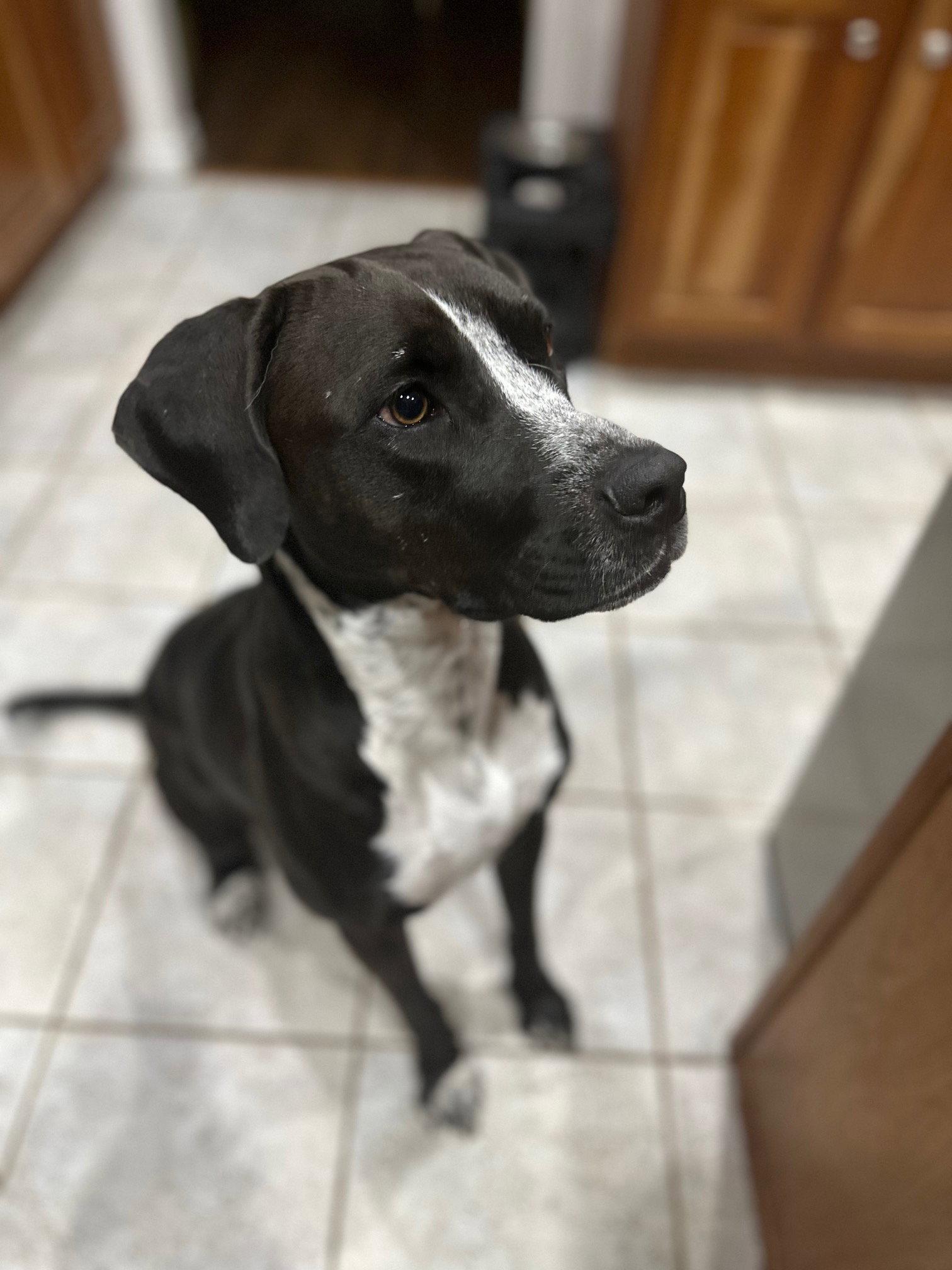 Nyra (Courtesy), a Adoptable Mixed Breed in Aurora, CO image 2/3