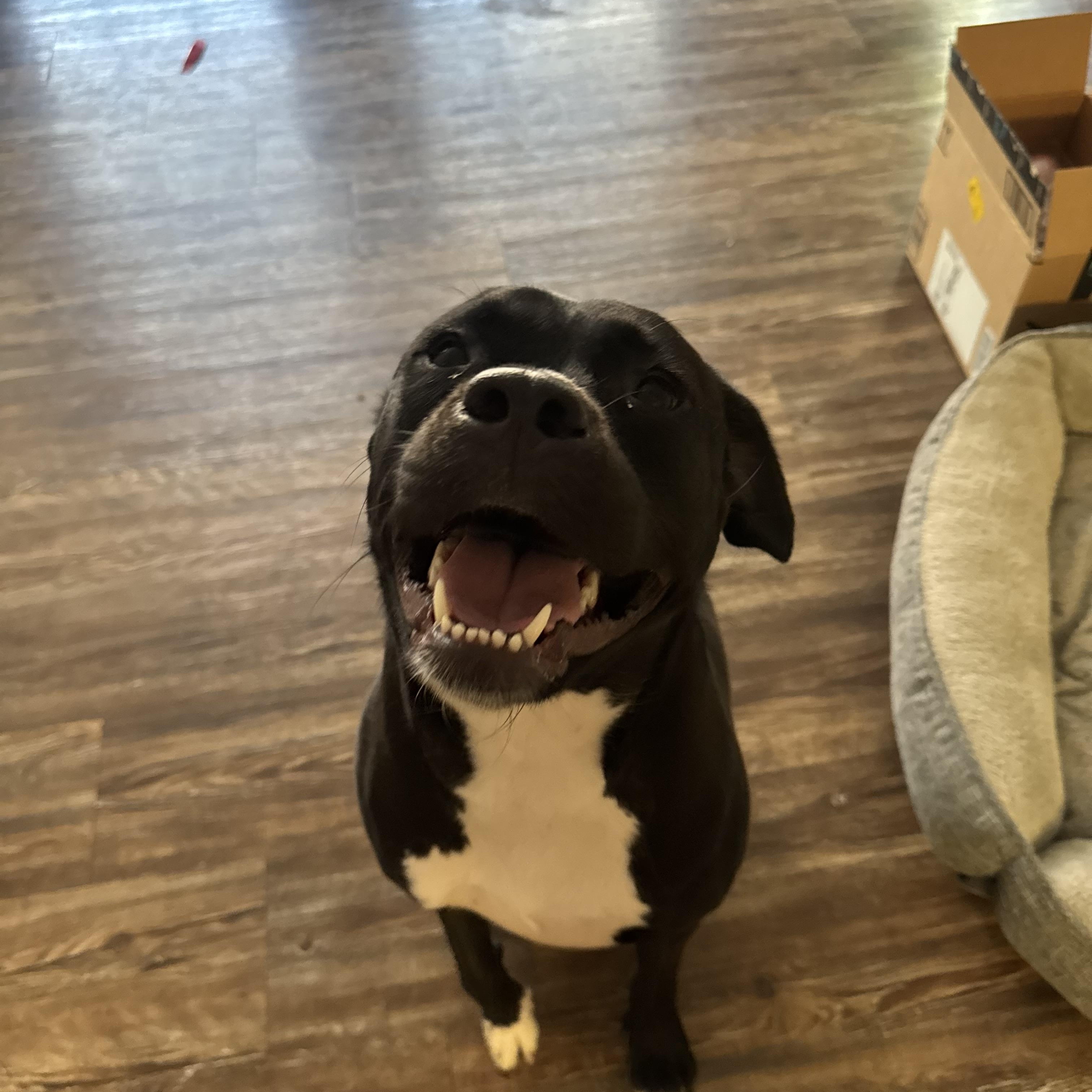 Tiny, an adopted mixed breed in Brentwood, TN image 1/2