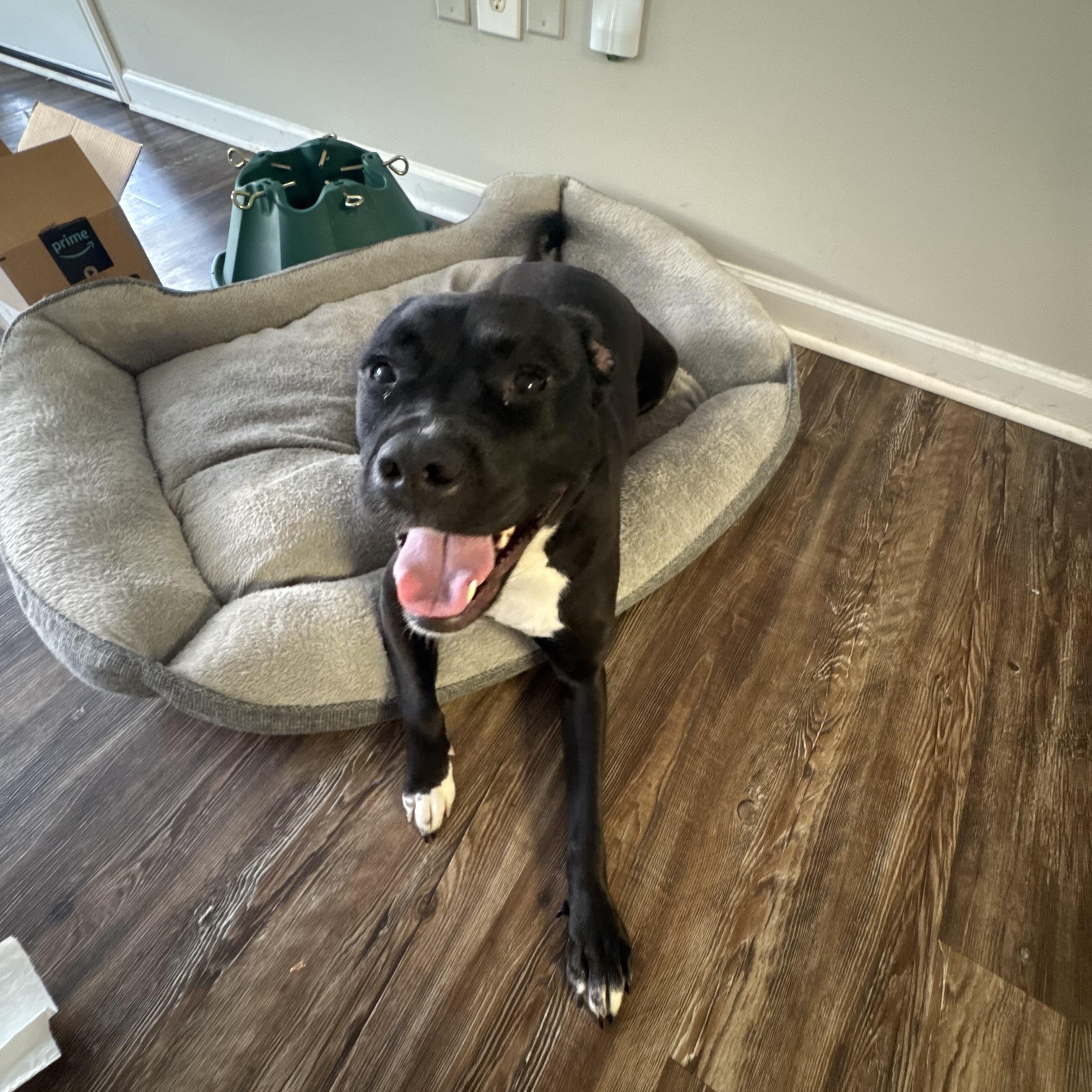 Tiny, an adopted mixed breed in Brentwood, TN image 2/2