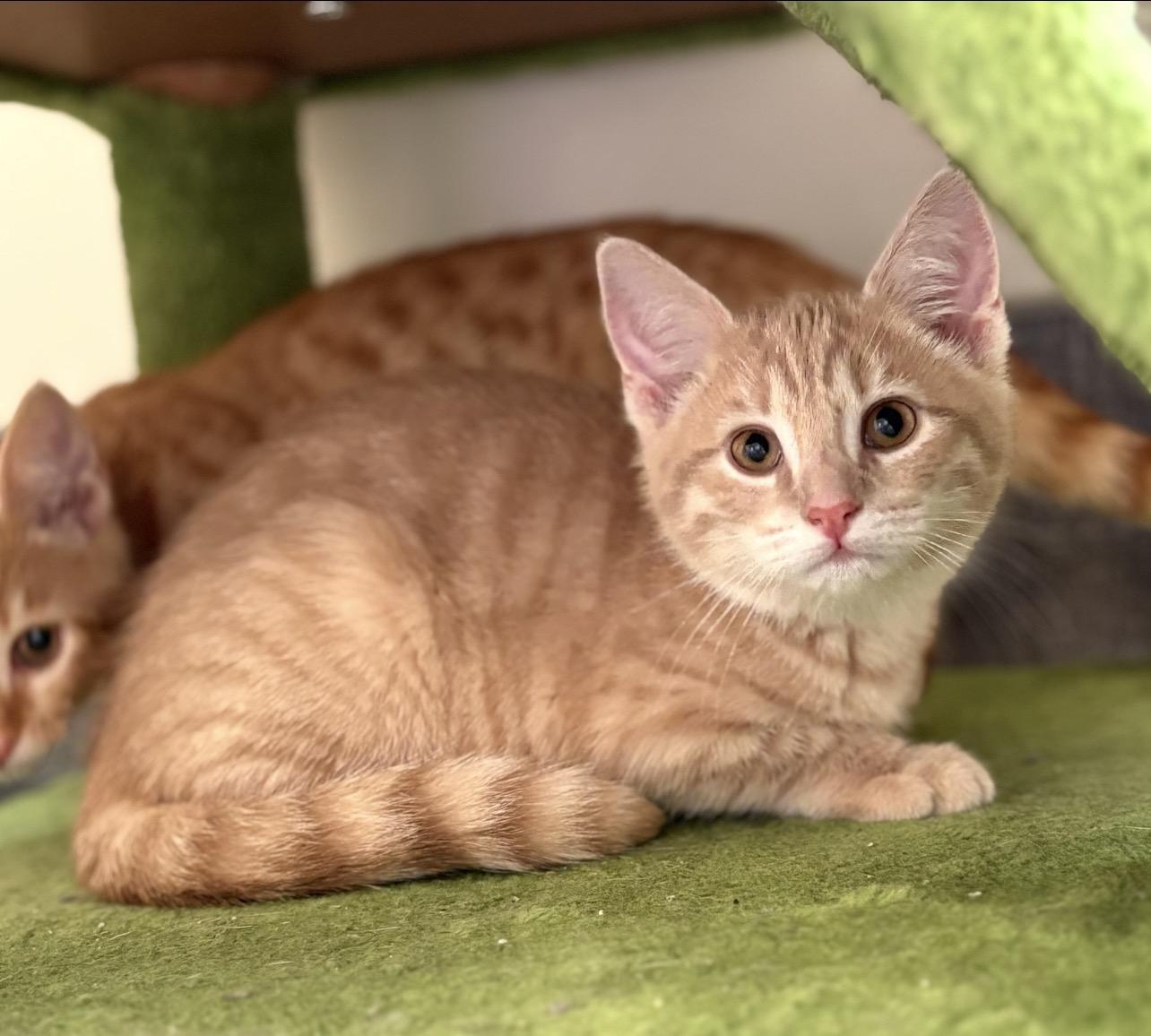 Pear, ADOPTABLE, Kitten Male Domestic Short Hair.