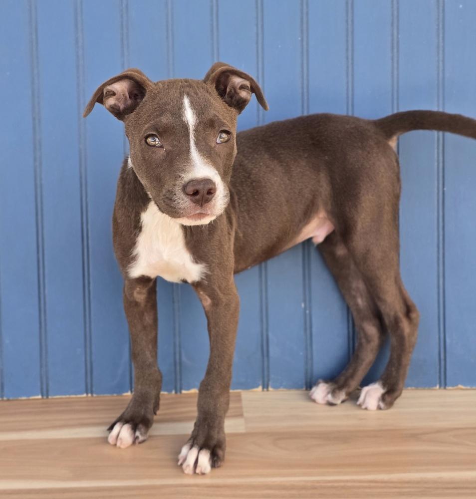 Quill, Adoptable, Puppy Male Pit Bull Terrier.
