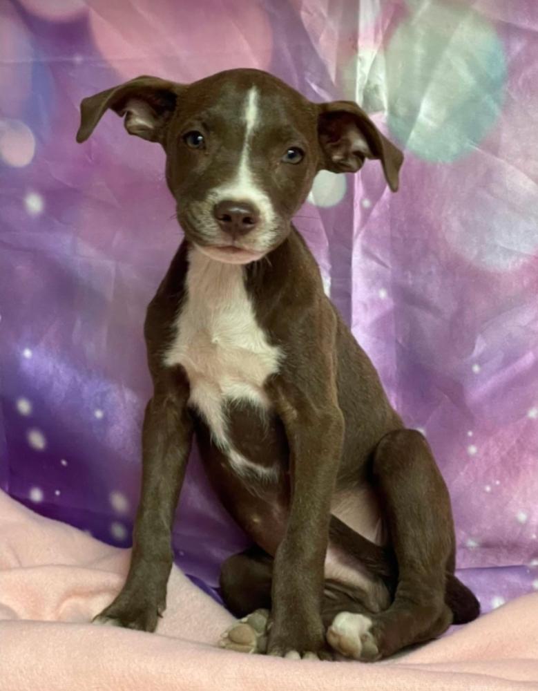 Enlarge Quill, a Adoptable mixed breed in Sedalia, CO image 2/4