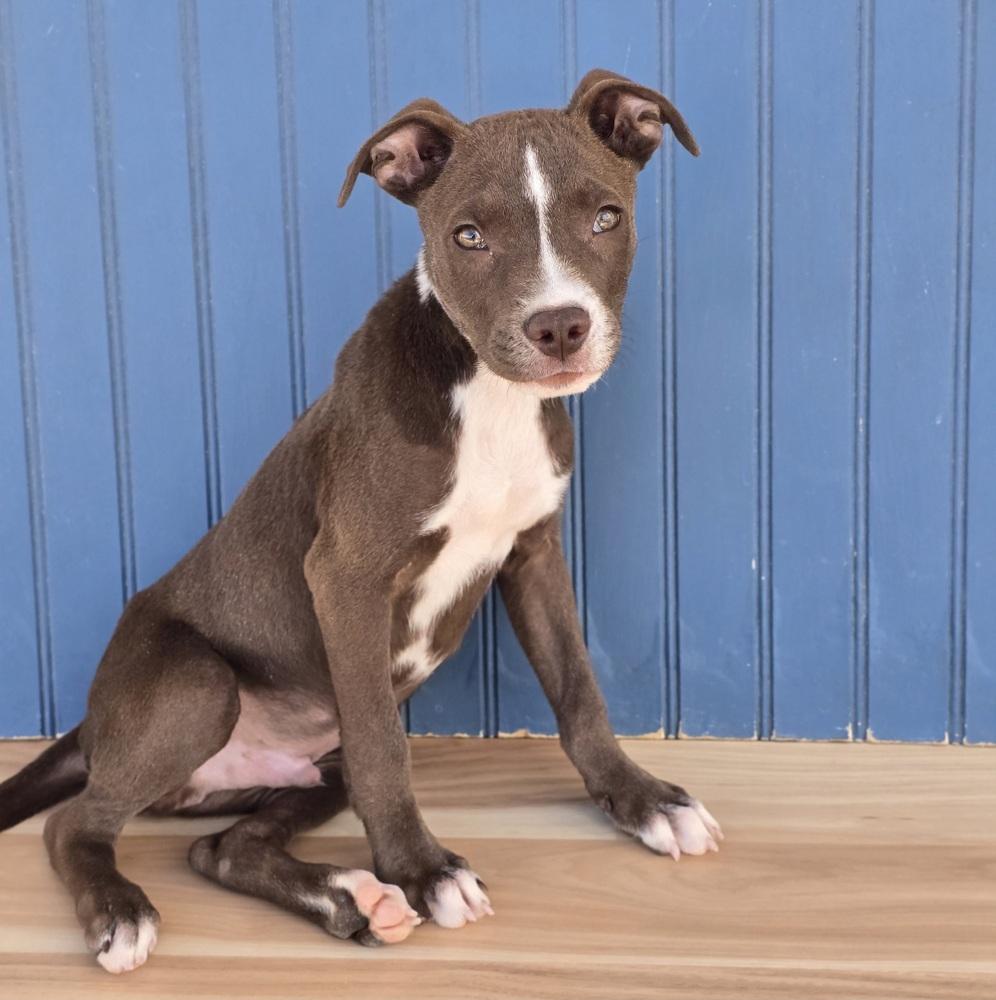Enlarge Quill, a Adoptable mixed breed in Sedalia, CO image 3/4