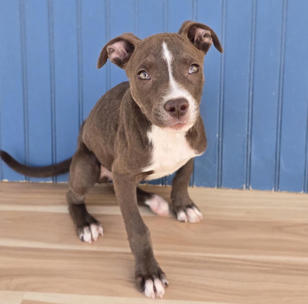 Enlarge Quill, a Adoptable mixed breed in Sedalia, CO image 4/4