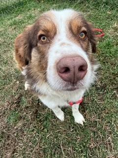 Hans, an adopted mixed breed in Lebanon, TN image 1/3