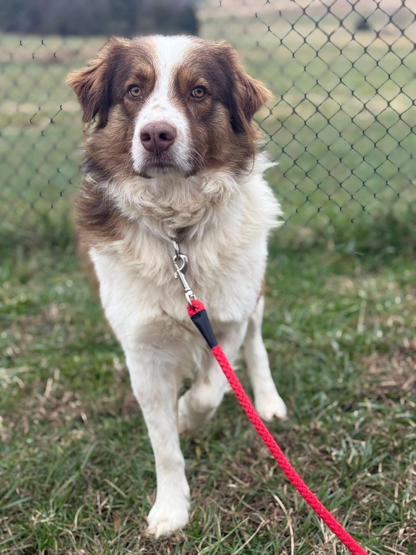 Hans, an adopted mixed breed in Lebanon, TN image 2/3