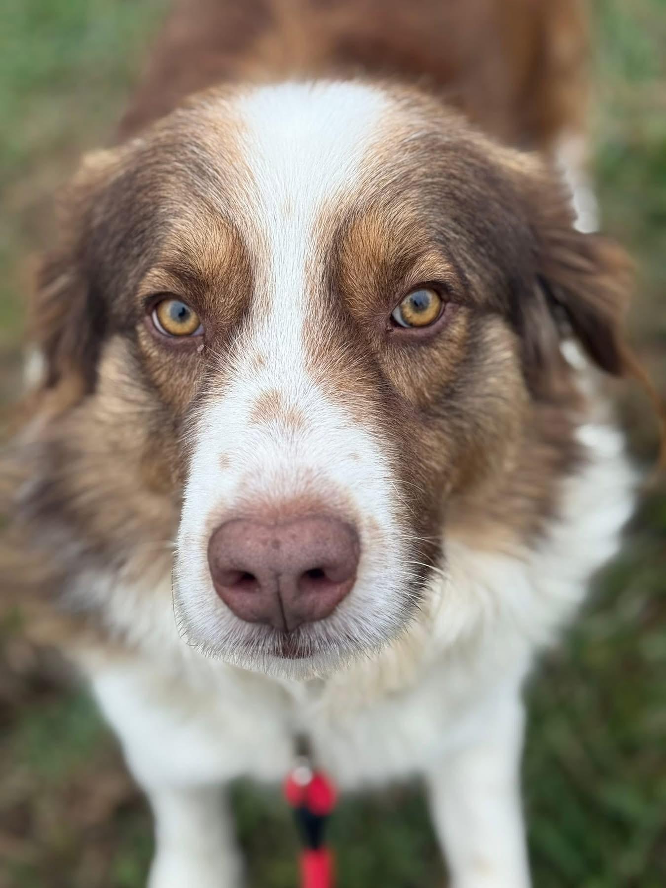 Hans, an adopted mixed breed in Lebanon, TN image 3/3