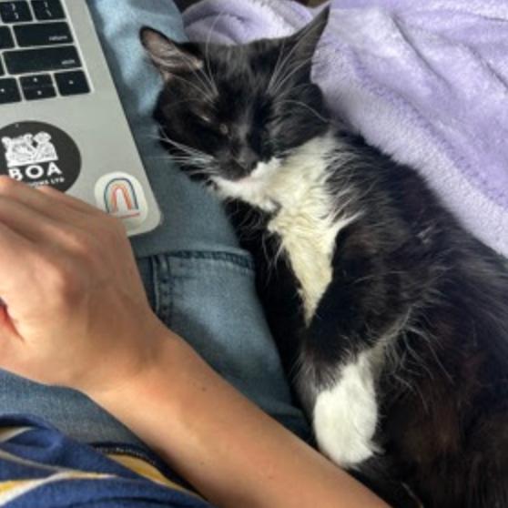 Enlarge Oreo, a Adoptable Domestic Long Hair in Oceanside, NY image 1/2