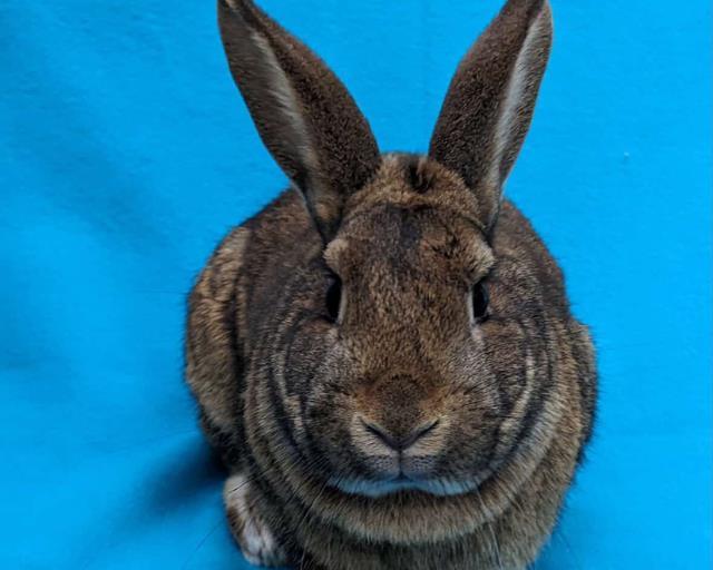 Enlarge SHINE, a Adoptable Bunny Rabbit in Martinez, CA image 1/1